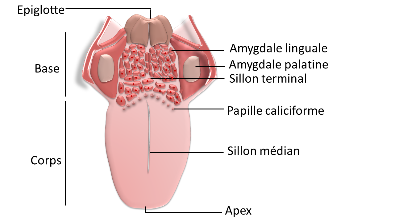 Anatomie de la langue