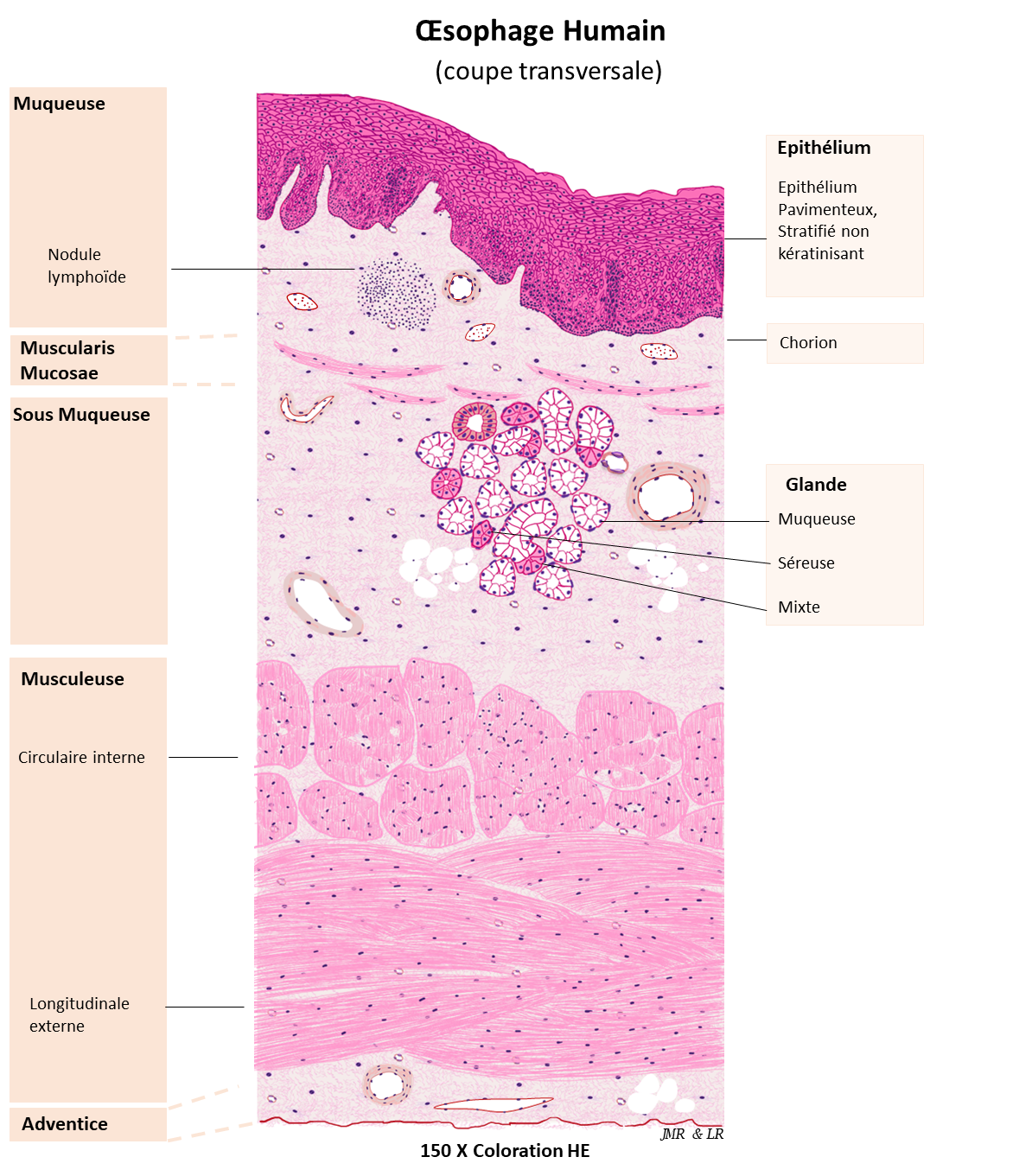 Histologie et pathologie des organes