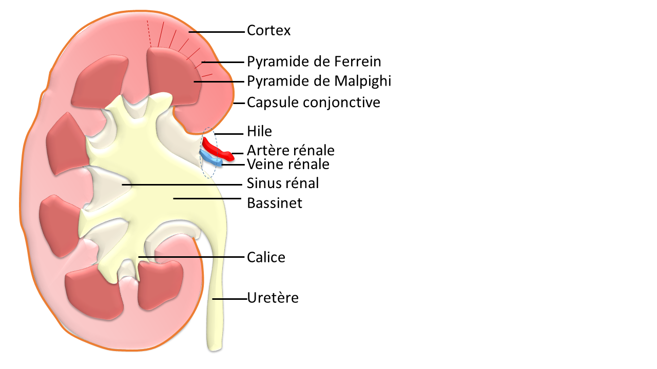 Le Hile Rénal Histologie et pathologie des organes